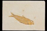 Detailed Fossil Fish (Knightia) - Wyoming #176407-1